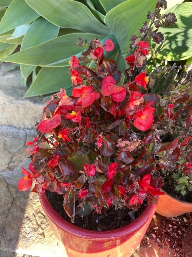 Begonia x semperflorens flower