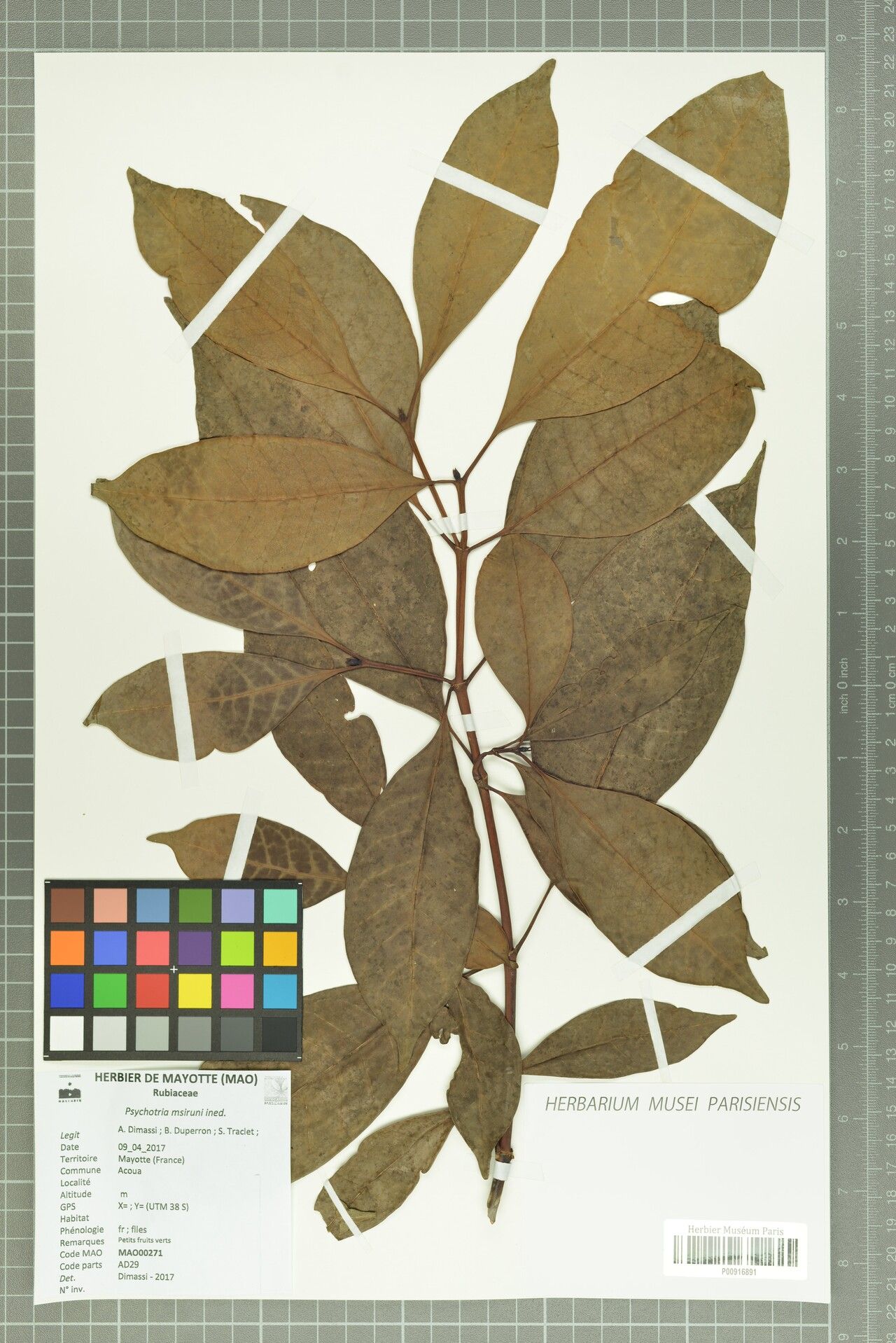 Psychotria anjouanensis — houseplant care guide