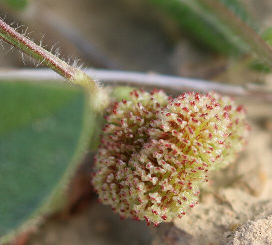 Scorpiurus vermiculatus fruit