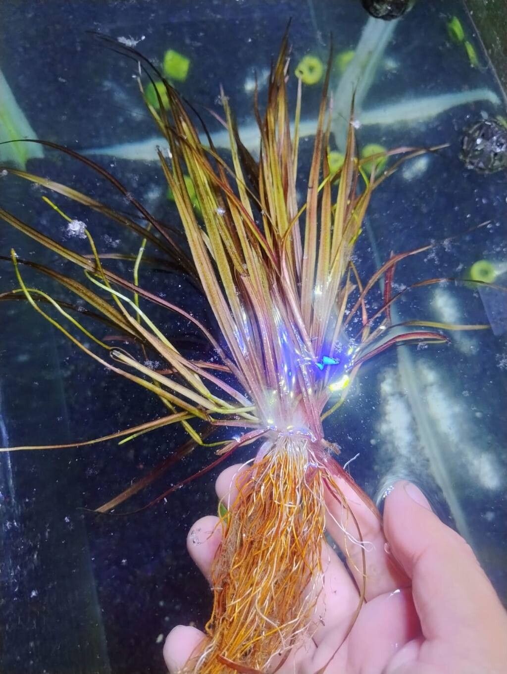 Blyxa mangalensis — related species from the same genus