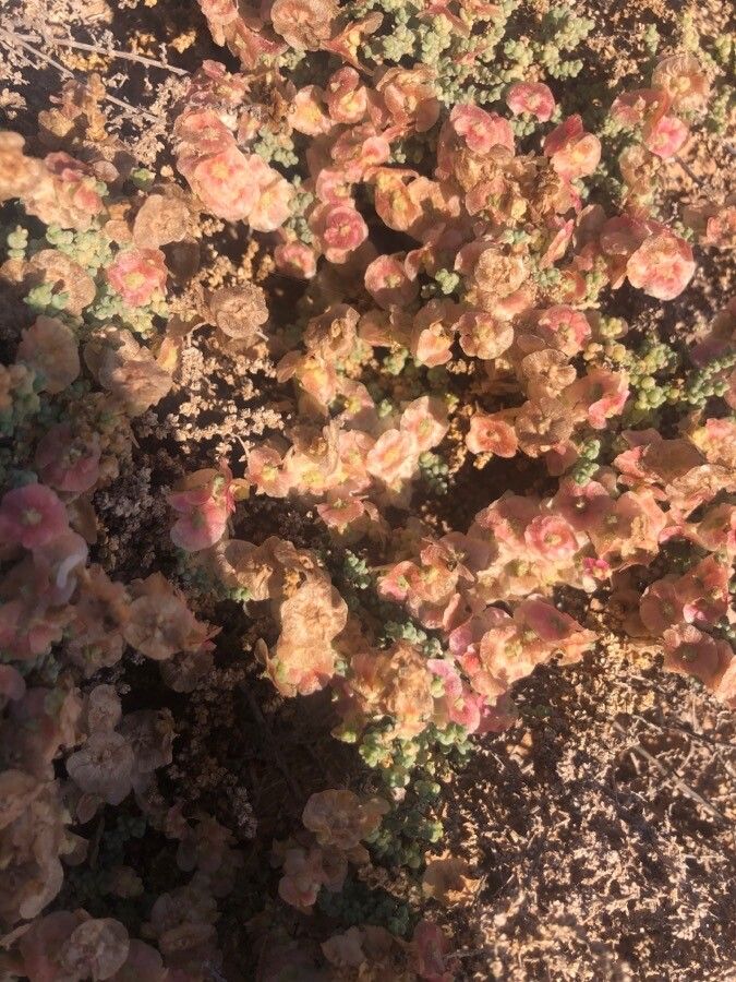 Salsola vermiculata flower