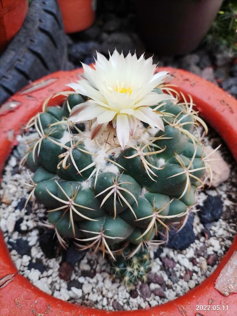 Coryphantha elephantidens bark