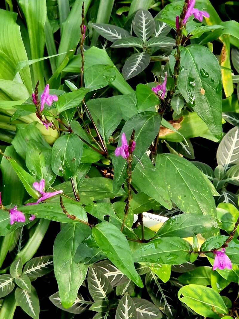 Dianthera androsaemifolia — related species from the same genus
