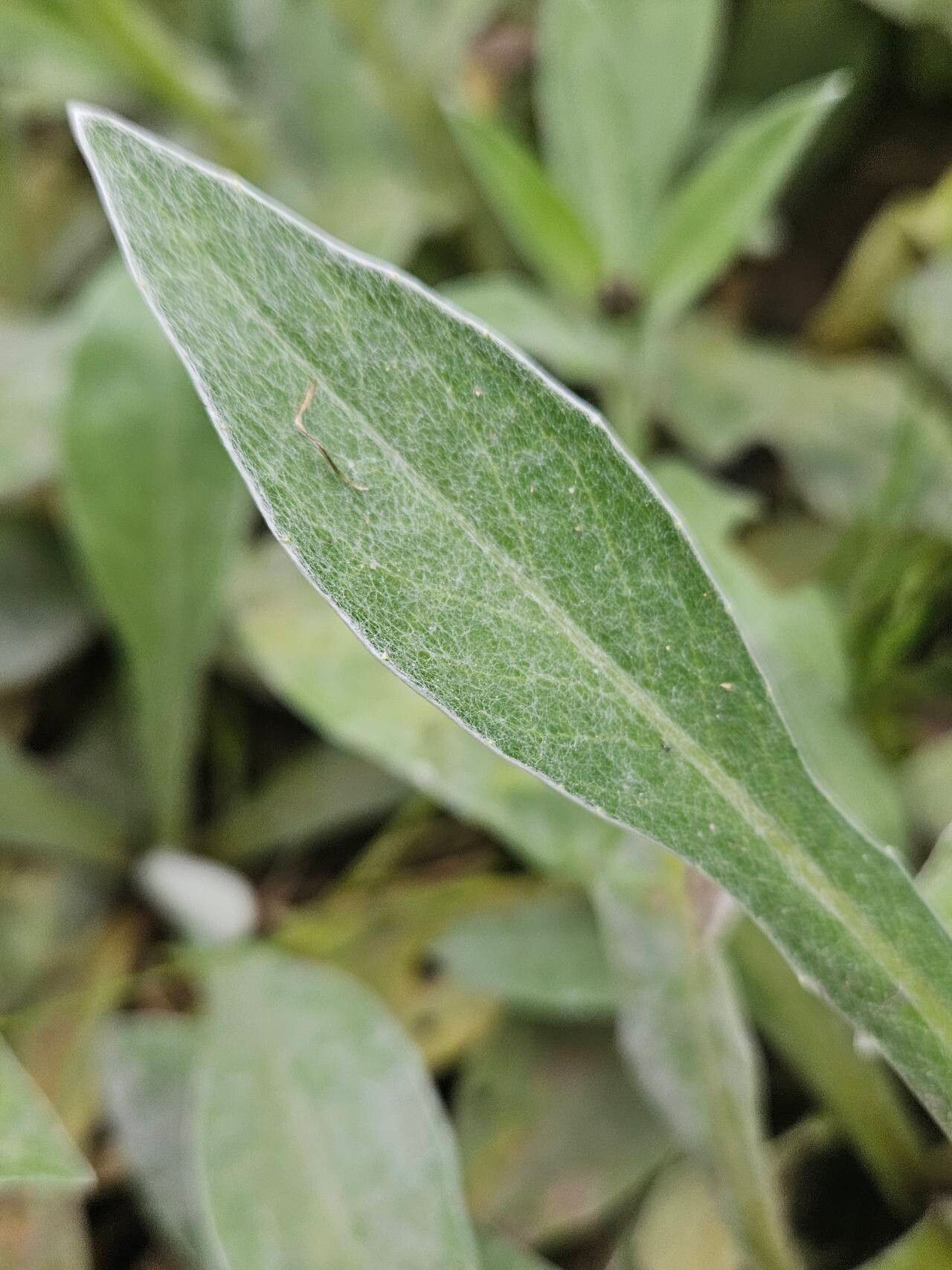 Centaurea lugdunensis — search result for 'Centaurea'