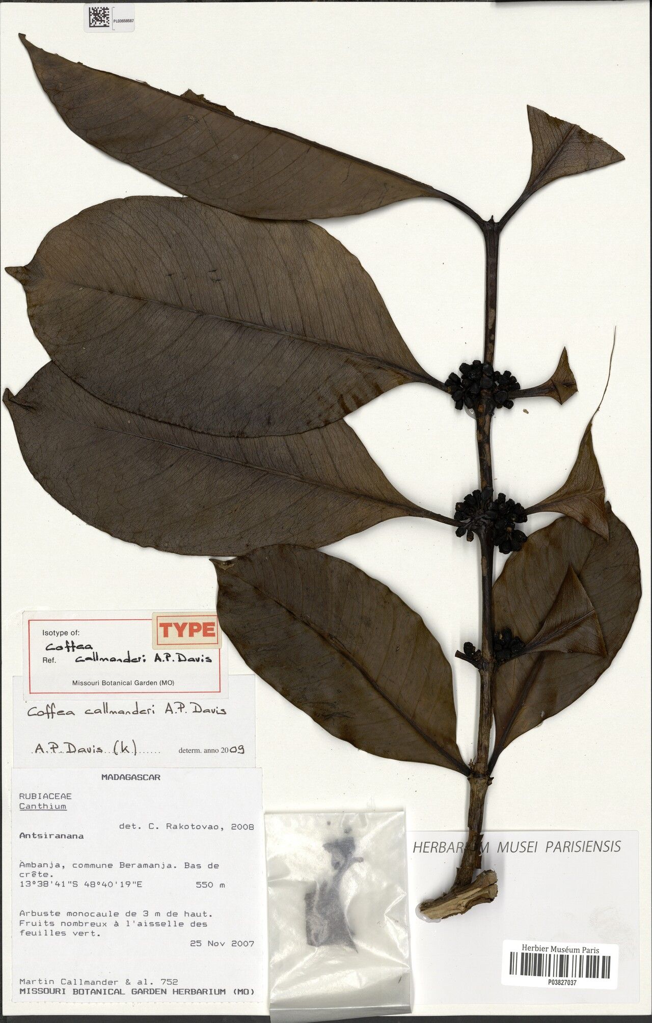 Coffea callmanderi — houseplant care guide