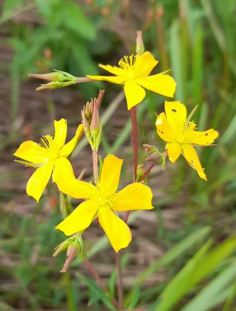 Hypericum lorentzianum flower