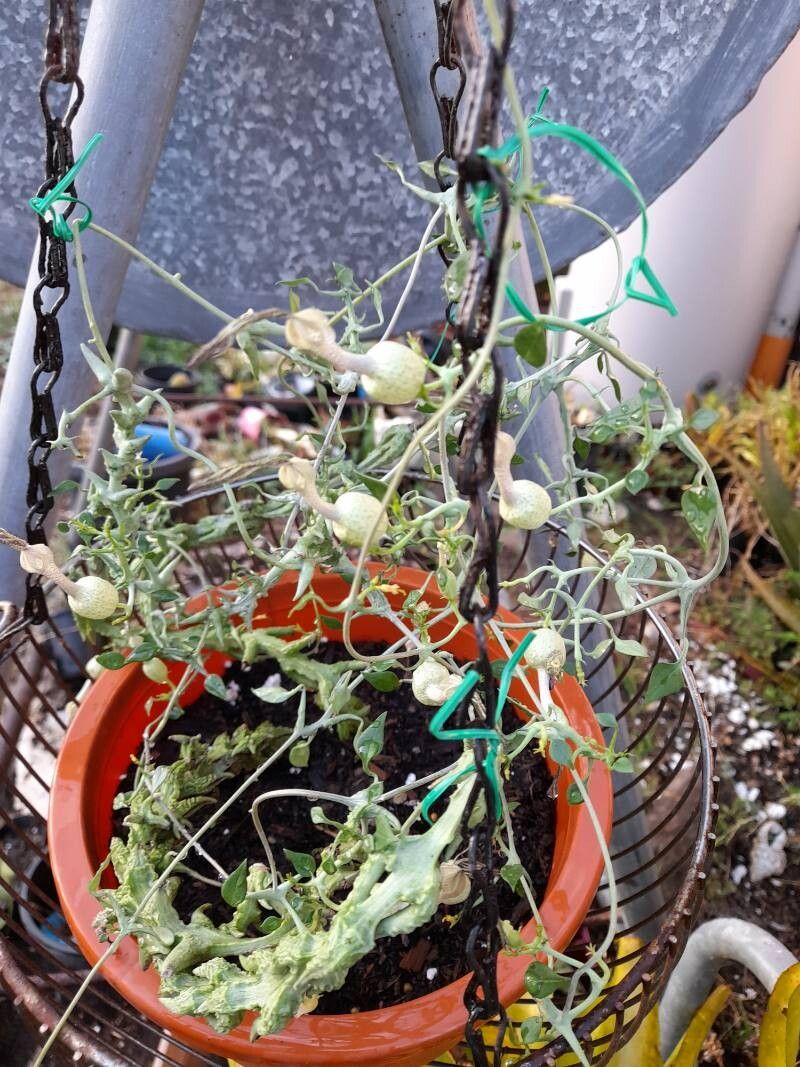 Ceropegia simoneae flower