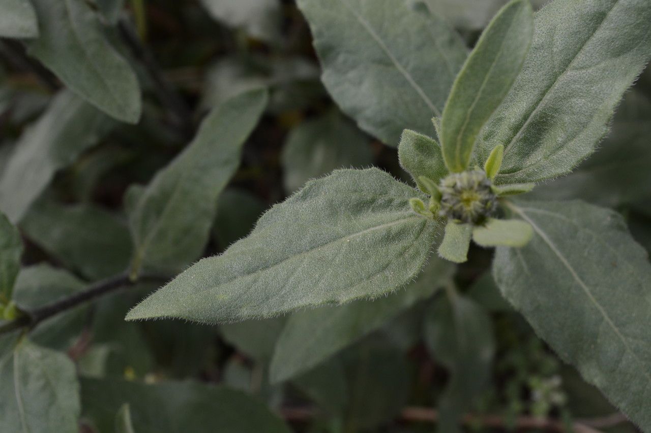 Helianthus pumilus — large blooms houseplant