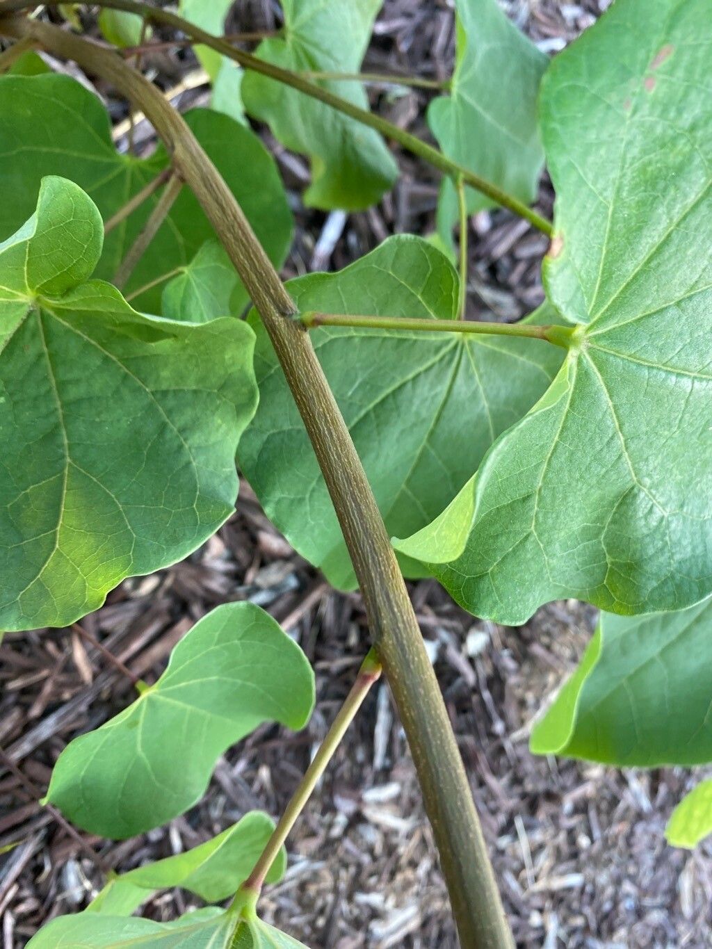 Menispermum dauricum bark