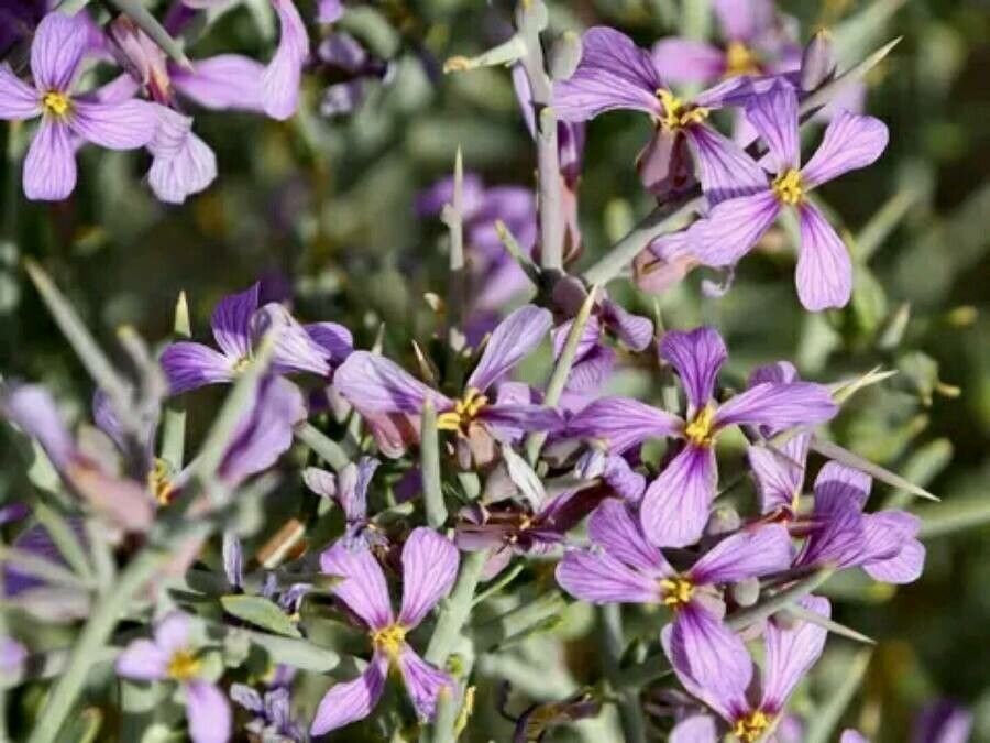 Zilla spinosa flower