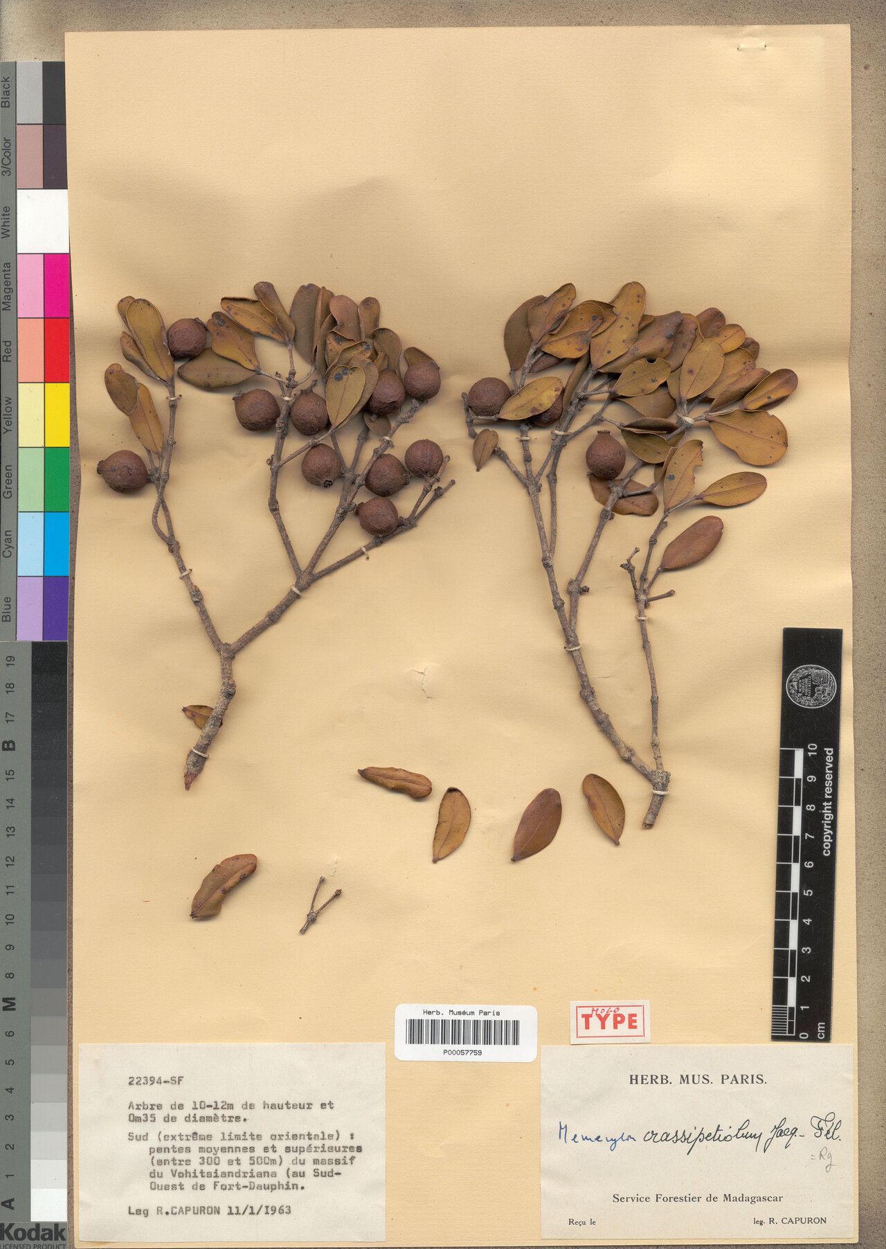 Memecylon crassipetiolum — houseplant care guide