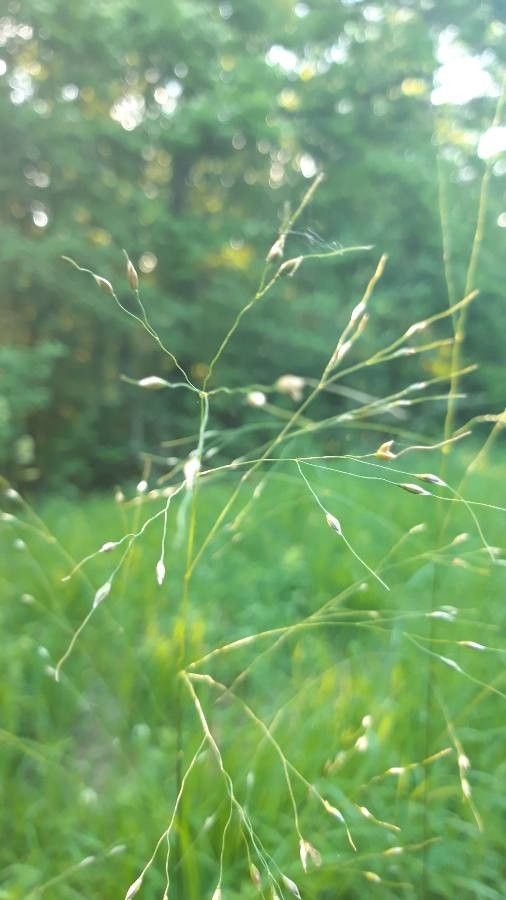 Achnatherum virescens fruit