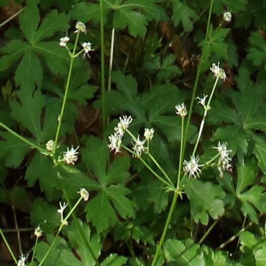 Sanicula europaea flower