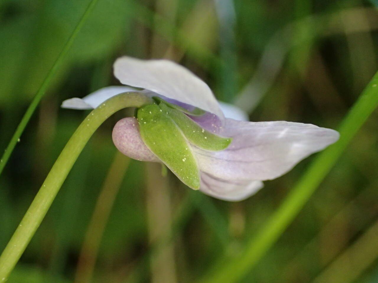 Viola palustris flower