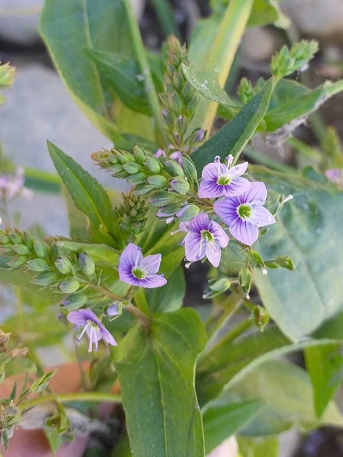 Veronica anagallis-aquatica flower