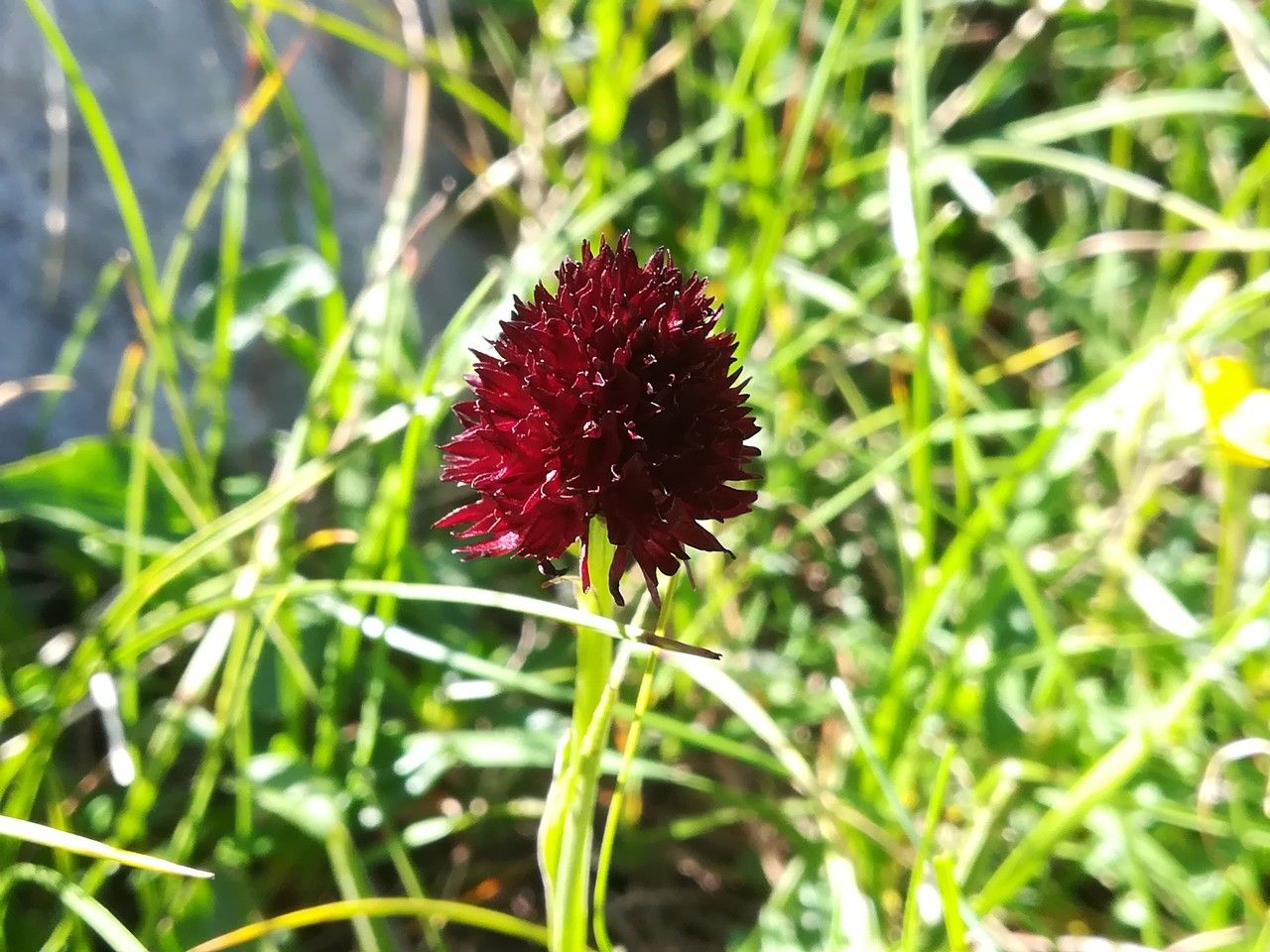 Gymnadenia nigra flower