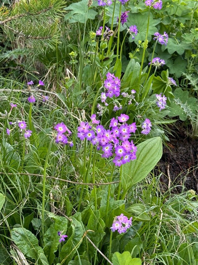 Primula auriculata flower