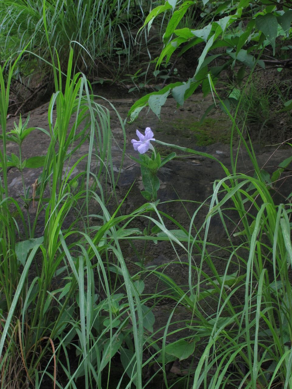 Ruellia beddomei habit