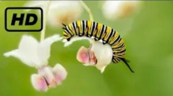 Impatiens acmanthera