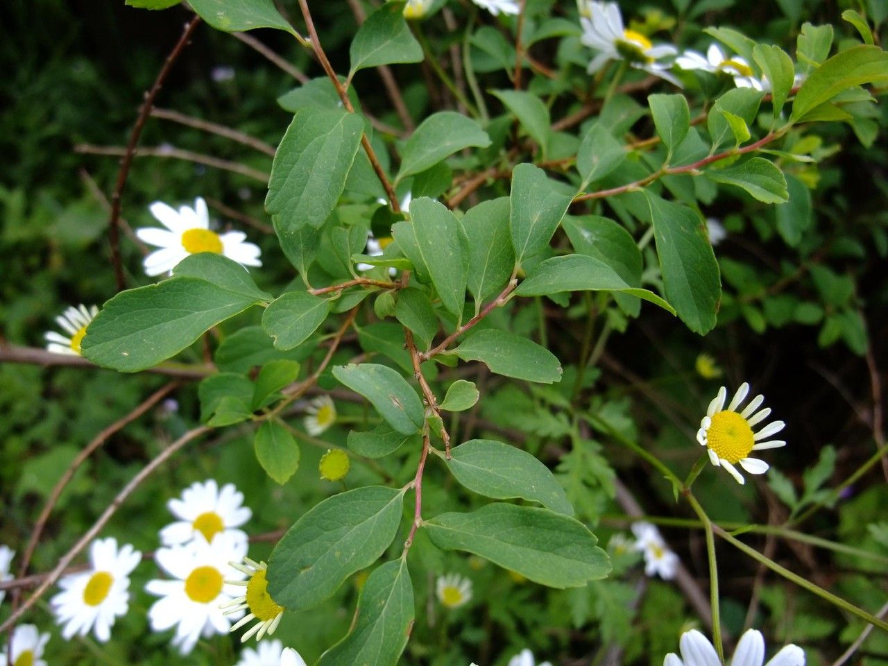 Spiraea blumei habit