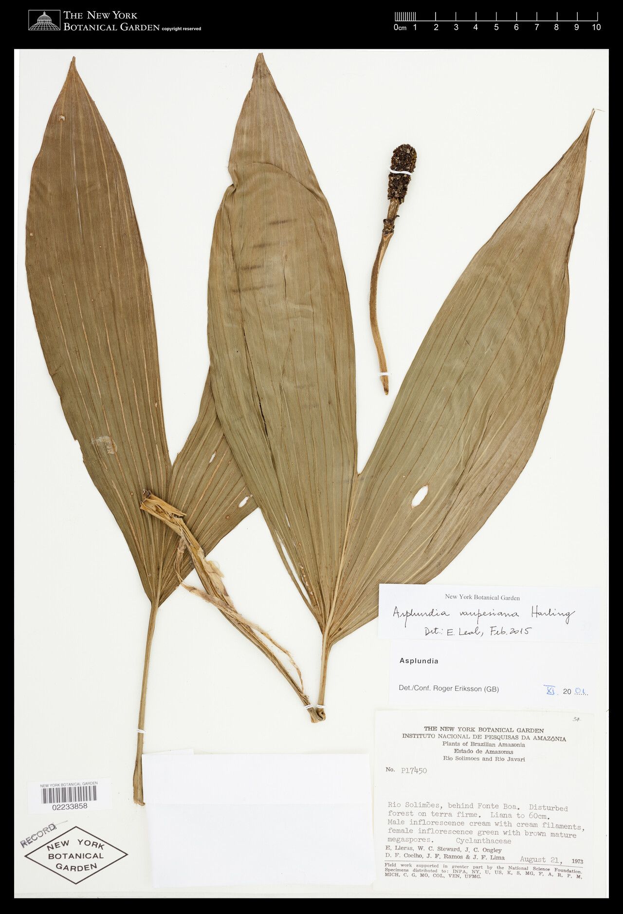 Asplundia vaupesiana — houseplant care guide