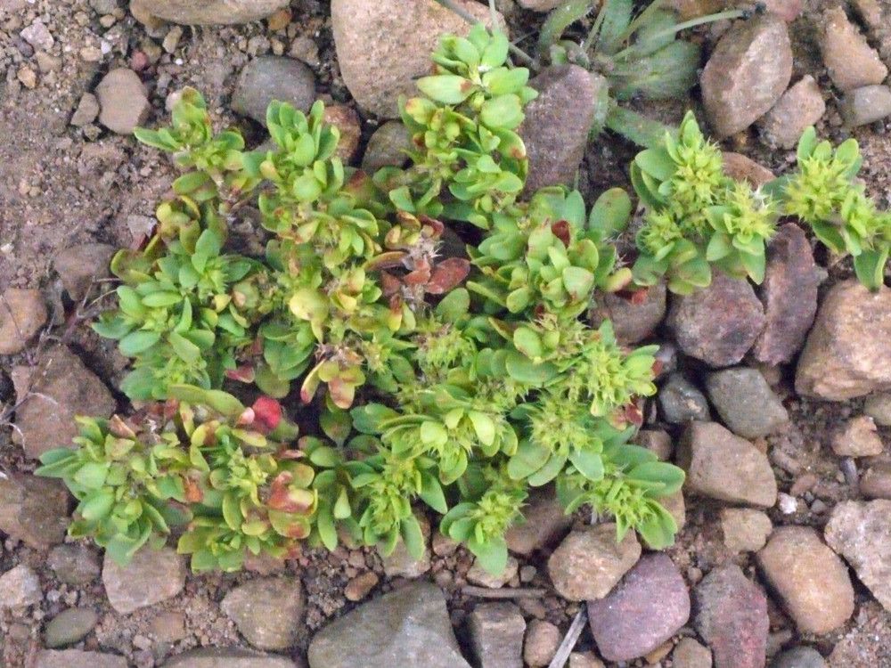 Paronychia echinulata habit