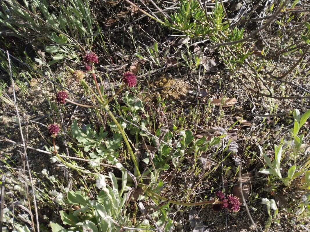 Sanicula bipinnatifida flower