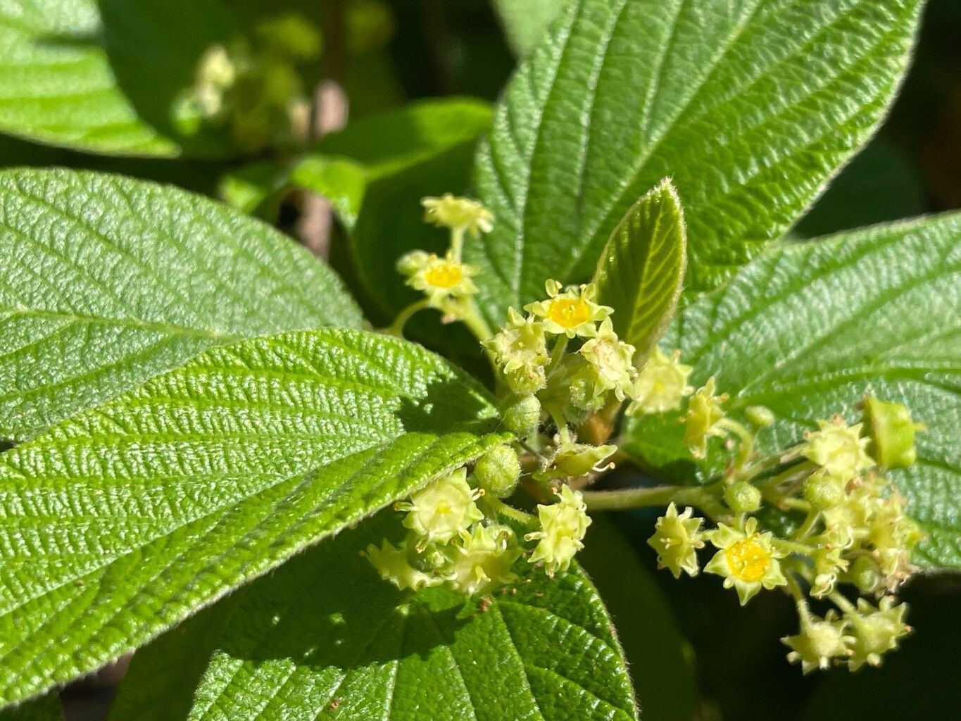Colubrina cubensis flower