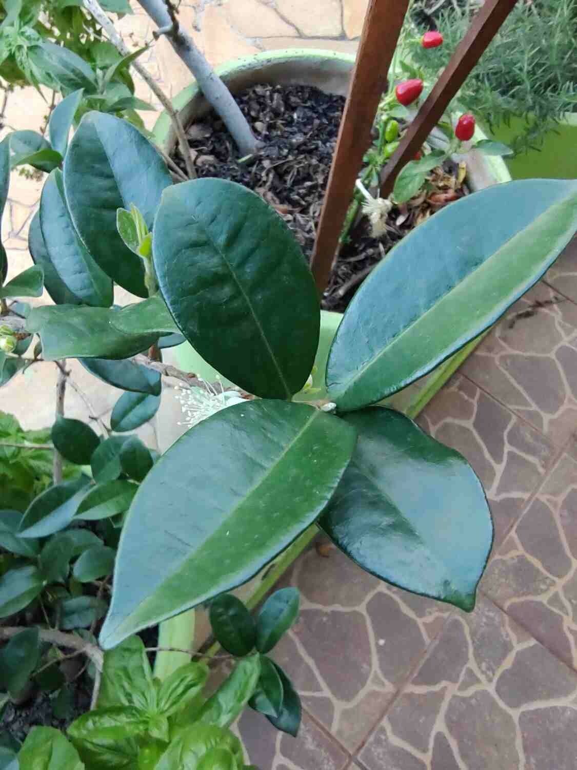 Eugenia selloi leaf