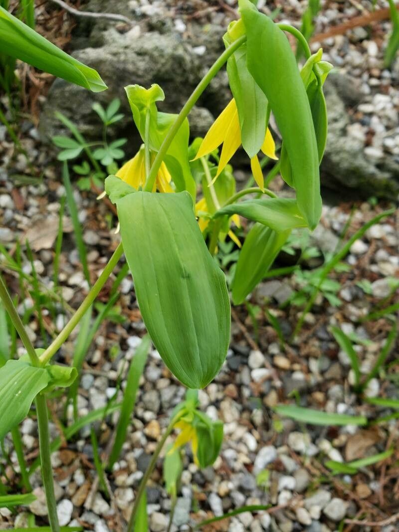 Uvularia grandiflora leaf