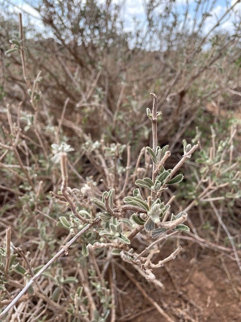Leucas tomentosa habit