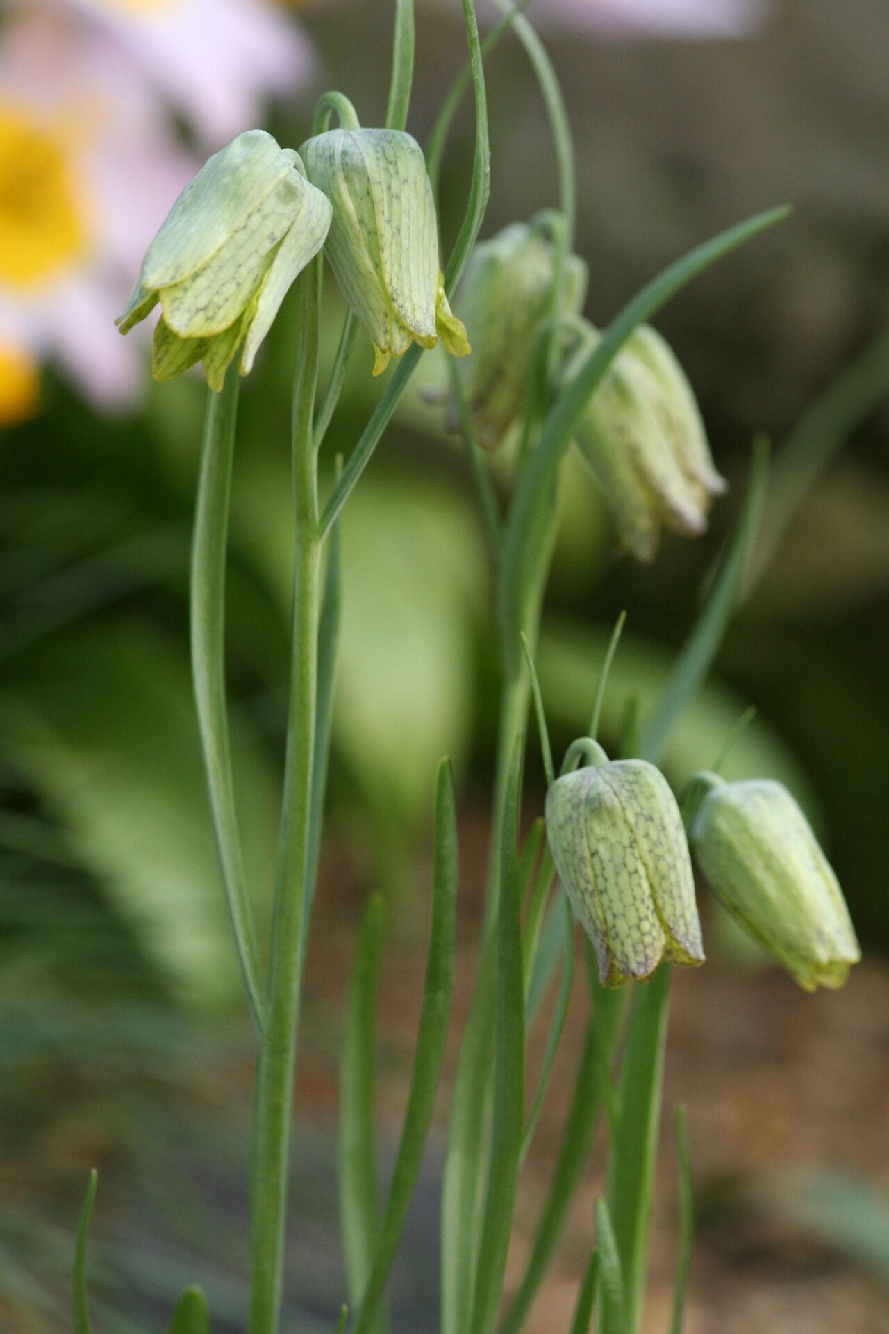 Fritillaria whittallii — search result for 'Fritillaria'