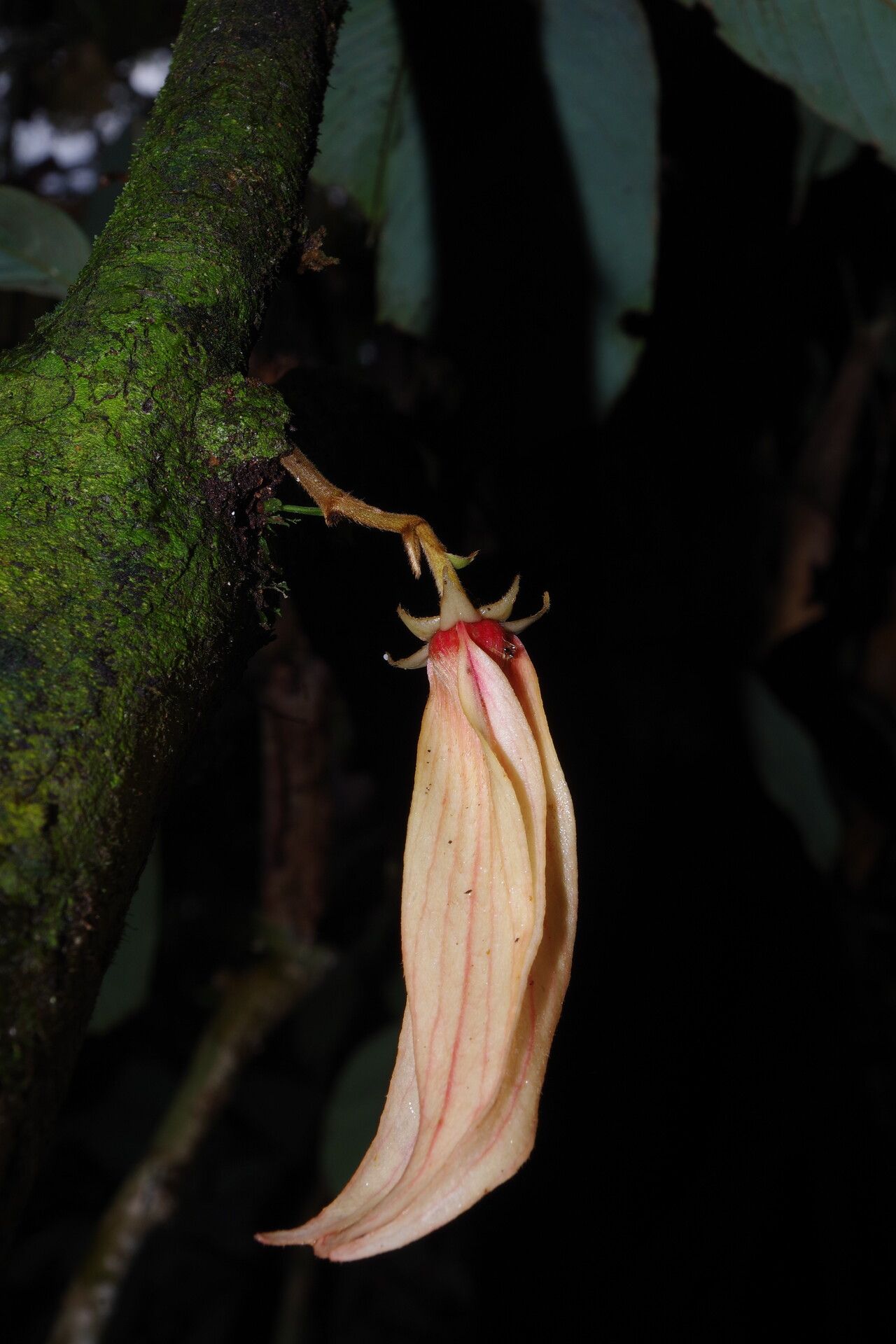 Piptostigma oyemense flower