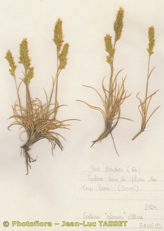 Festuca yvesii habit