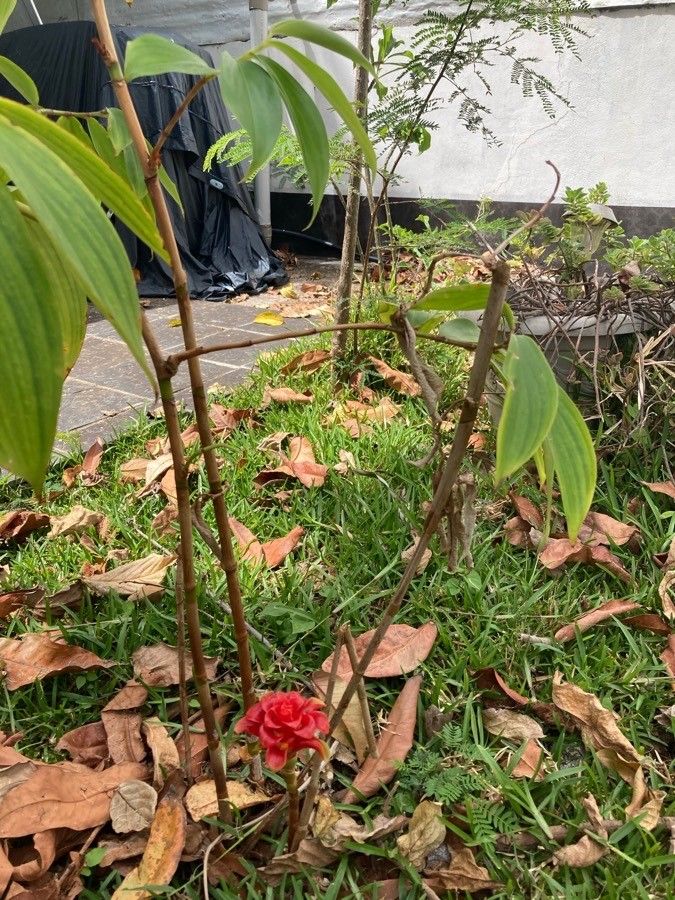 Tapeinochilos ananassae habit