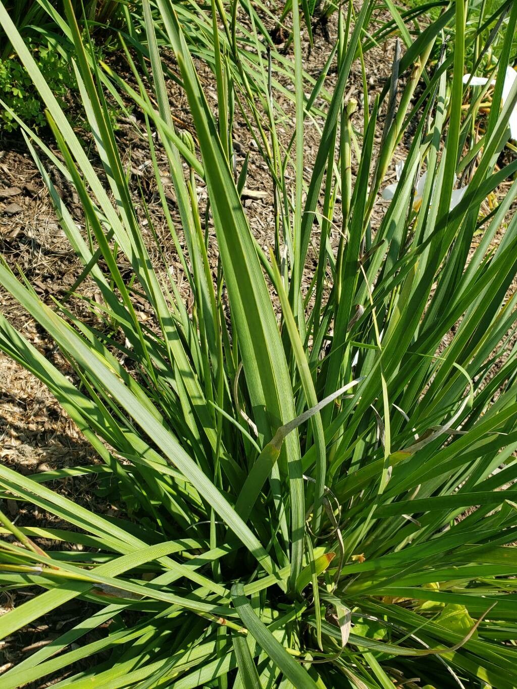 Moraea vegeta — houseplant care guide