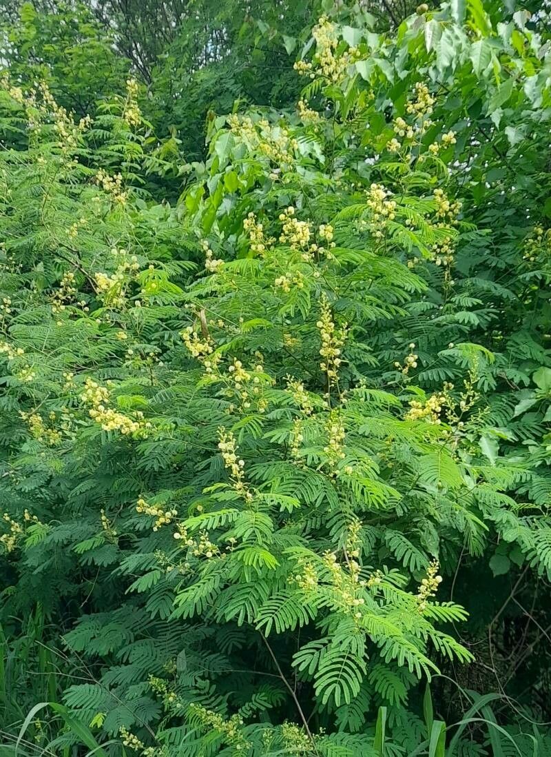 Senegalia tucumanensis habit