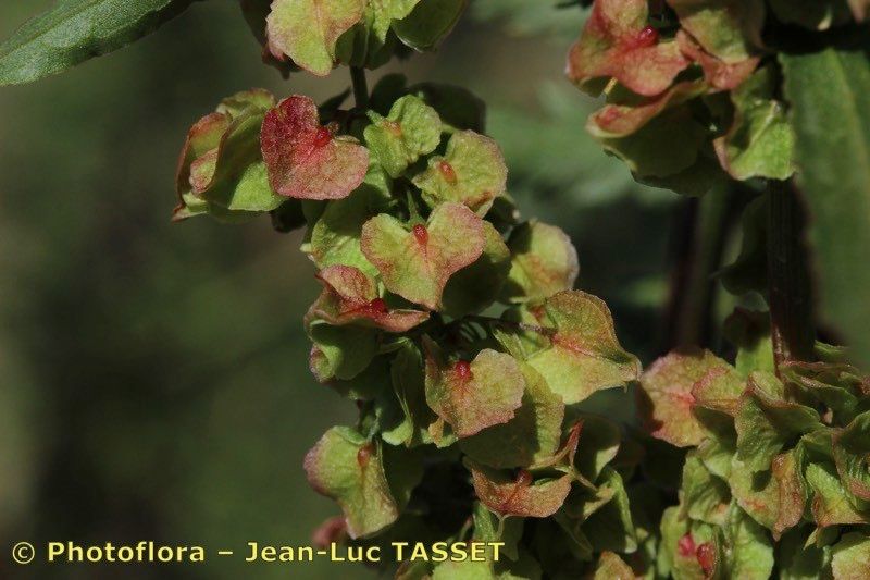 Rumex × propinquus fruit