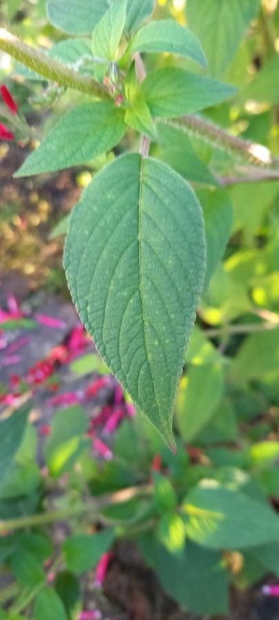 Salvia elegans — search result for 'Salvia'