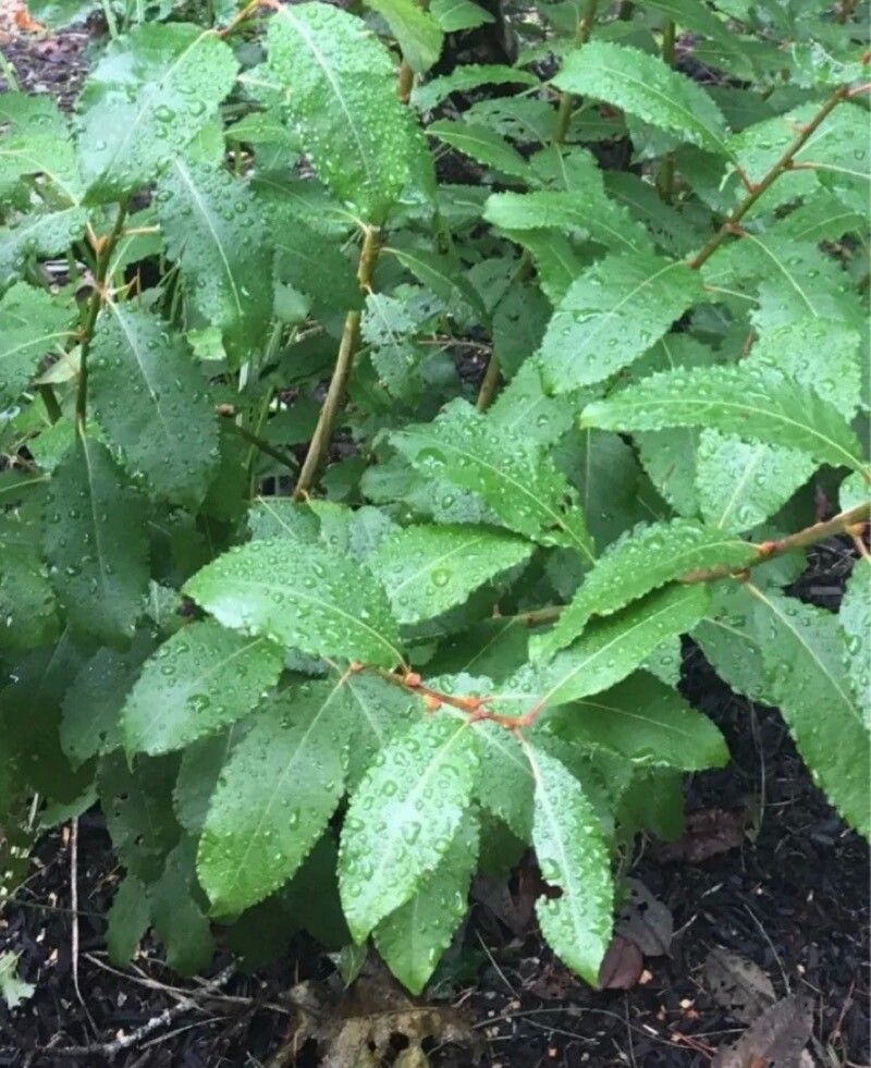 Salix bebbiana — search result for 'Salix'