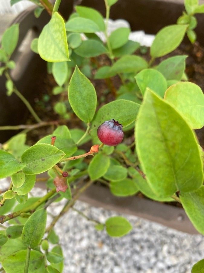 Vaccinium virgatum fruit