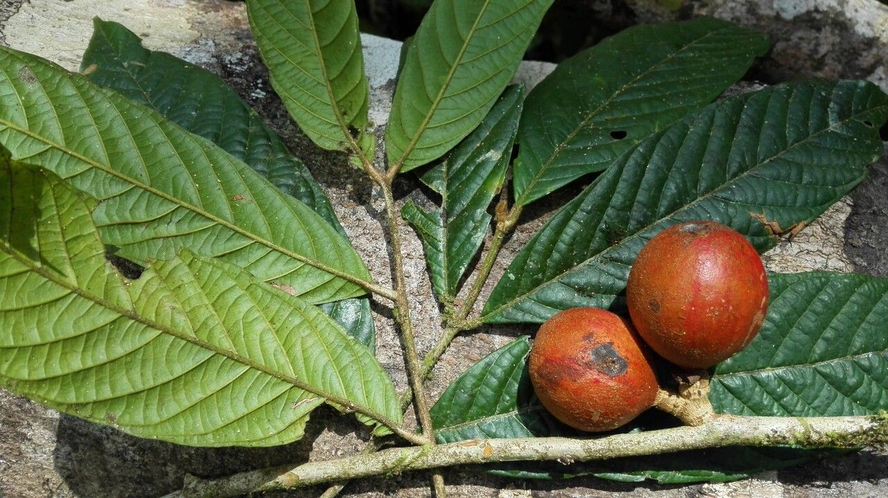 Guarea bullata — related species from the same genus
