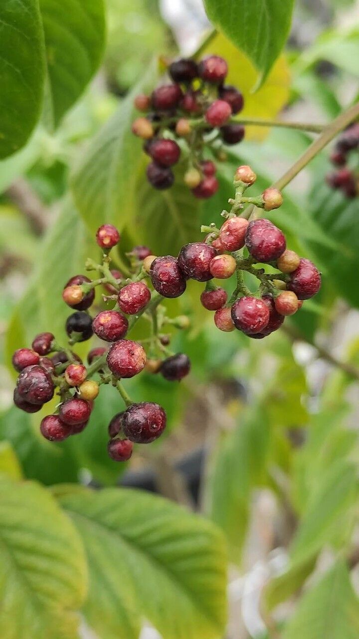 Picrasma excelsa fruit