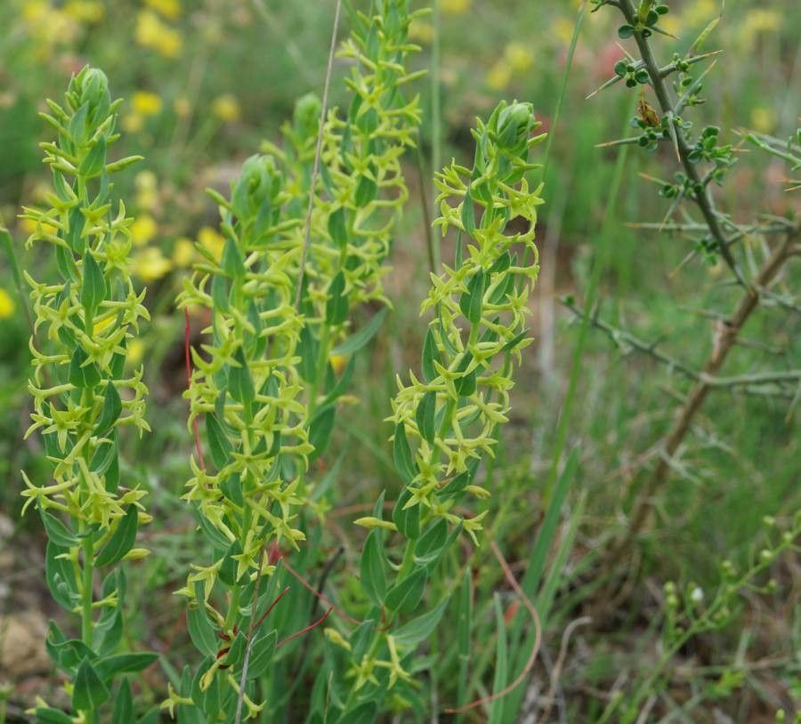 Thymelaea sanamunda flower