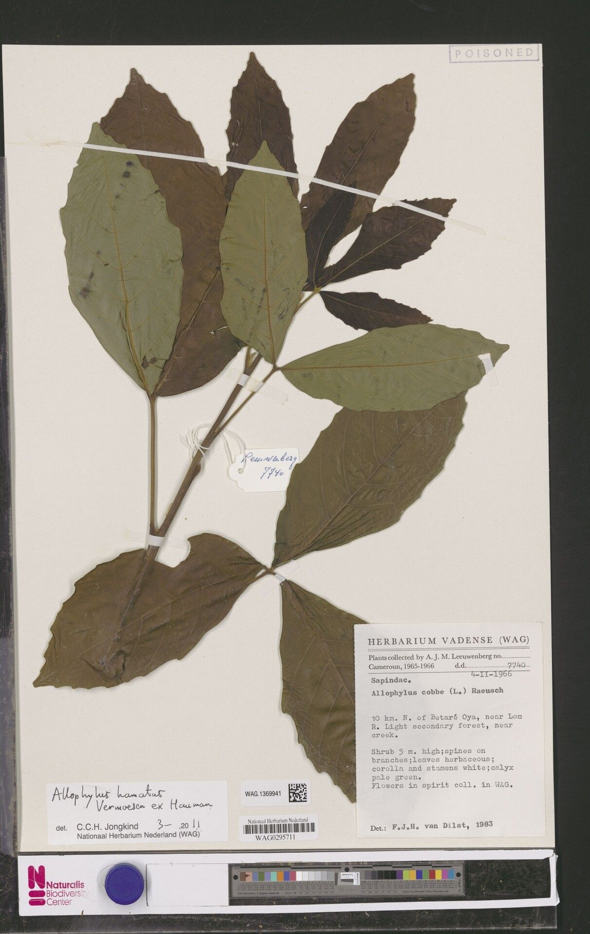 Allophylus bertoua — houseplant care guide