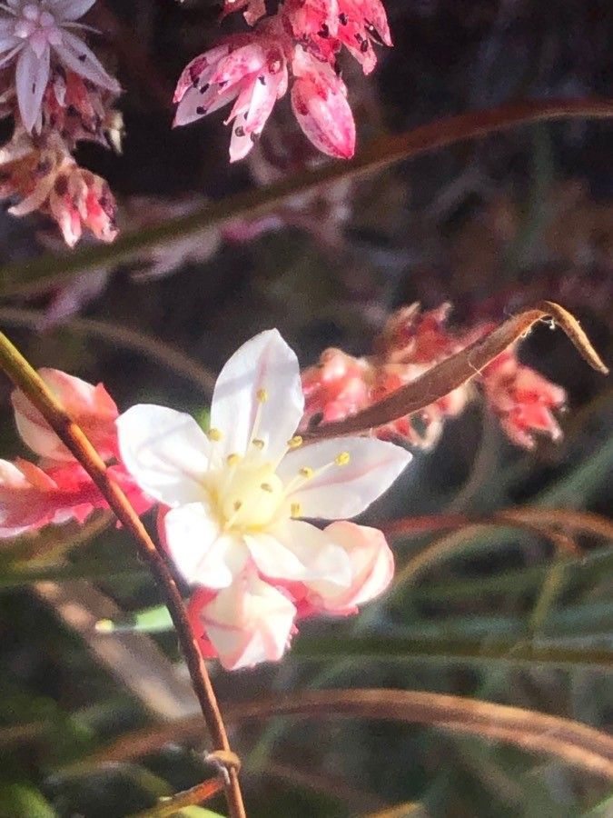 Sedum brevifolium flower