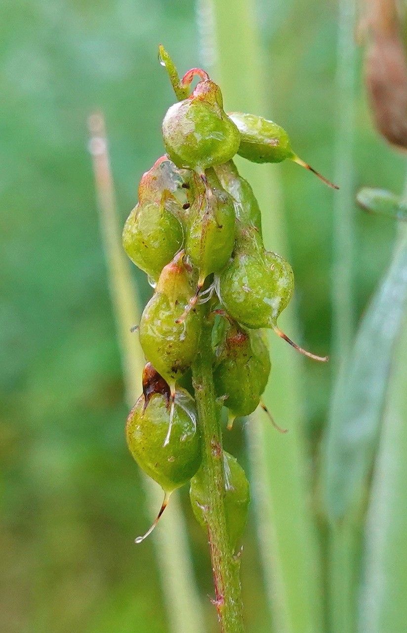 Melilotus altissimus fruit