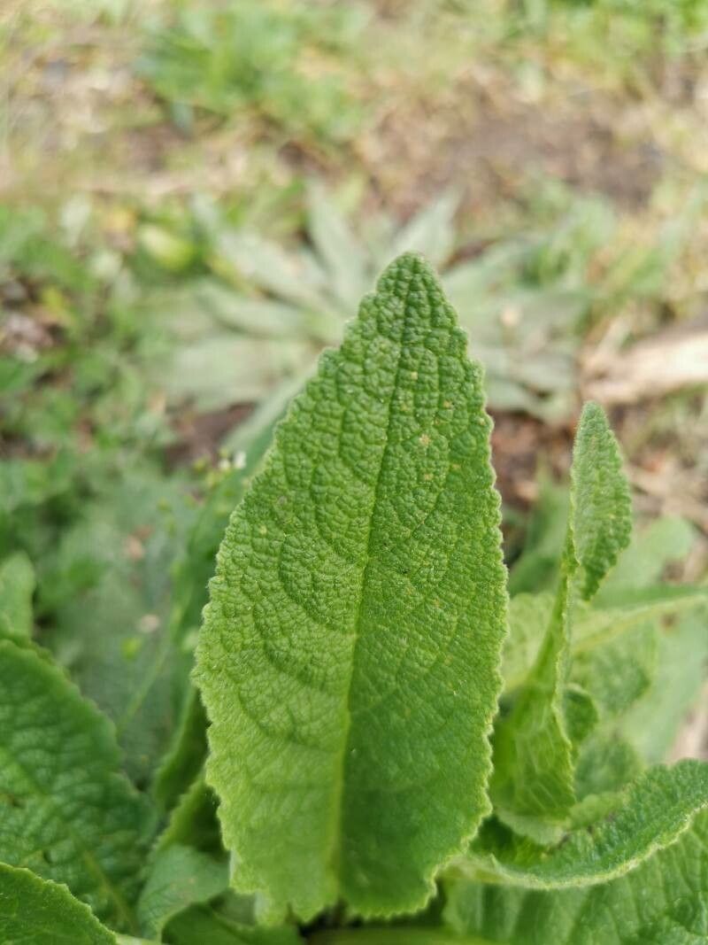 Symphytum x caeruleum leaf