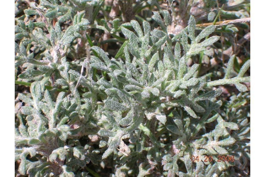 Ipomopsis congesta — related species from the same genus