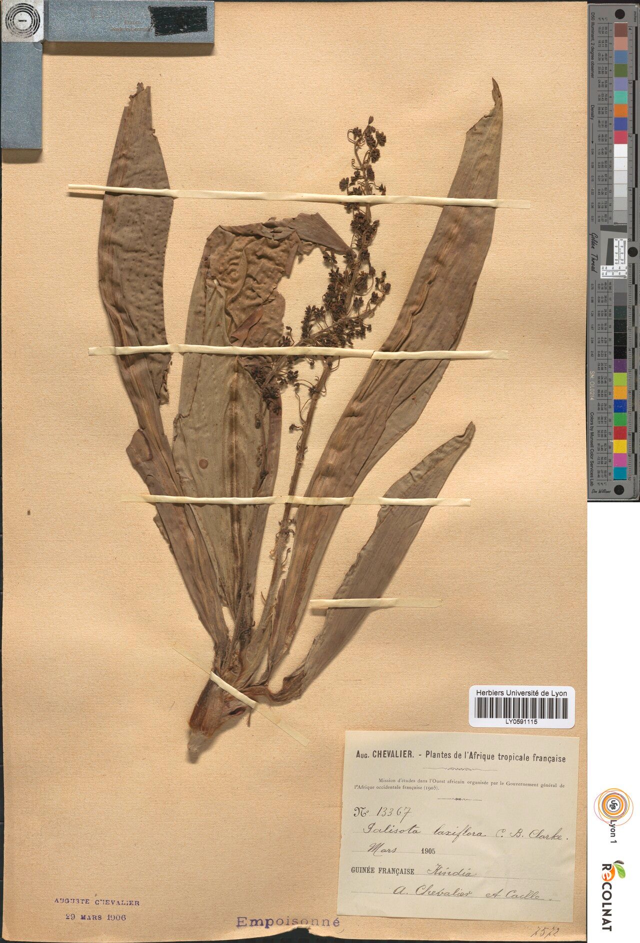 Palisota laxiflora — houseplant care guide